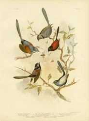 Prachtige feeënwinterkoning, 1891